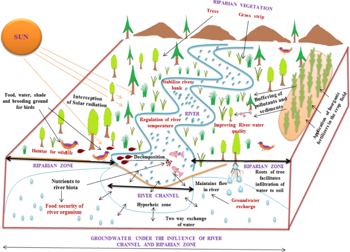 Functions of a Riparian Ecotone