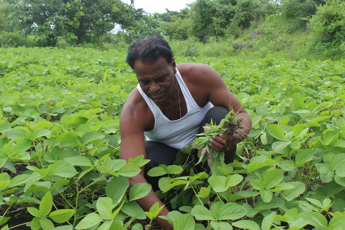 Harvests of Hope: Basava Swami's Green Transformation