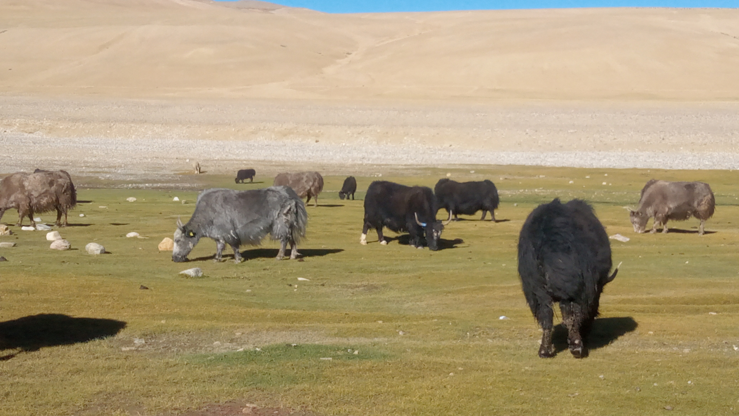 Korzok Village of Leh-Ladakh